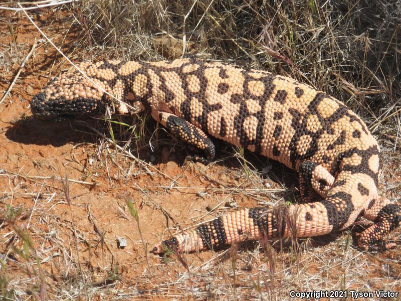 Banded Gila Monster (Heloderma suspectum cinctum)