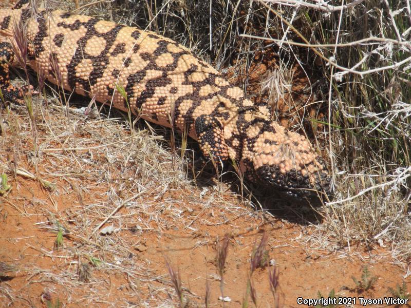 Banded Gila Monster (Heloderma suspectum cinctum)