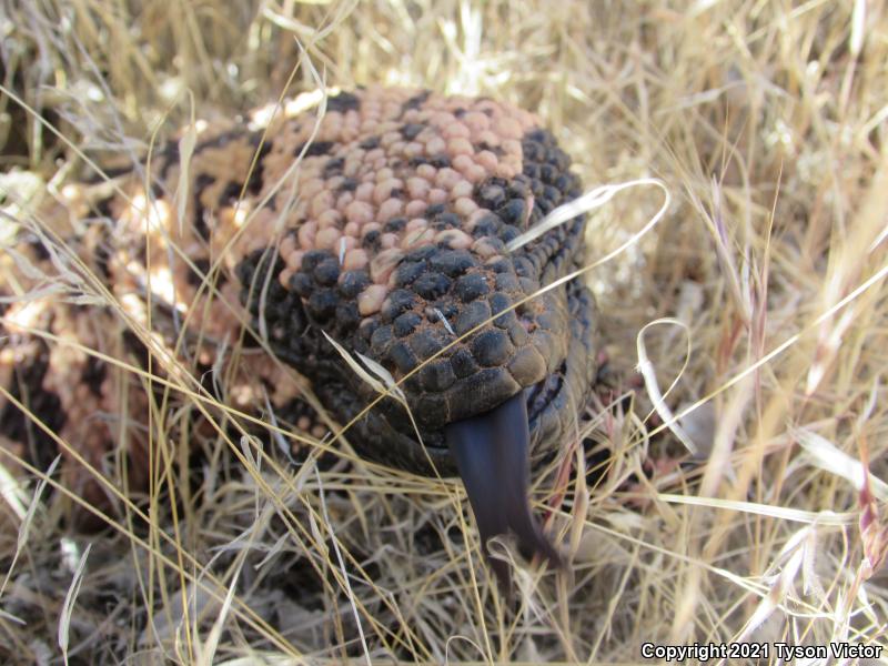 Banded Gila Monster (Heloderma suspectum cinctum)