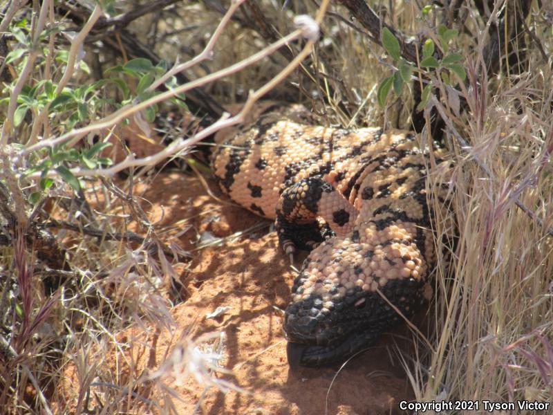 Banded Gila Monster (Heloderma suspectum cinctum)