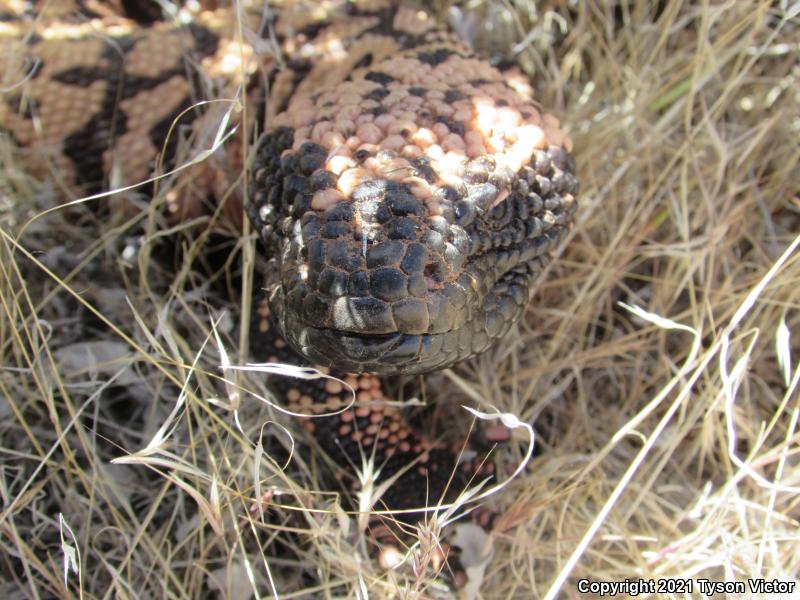 Banded Gila Monster (Heloderma suspectum cinctum)