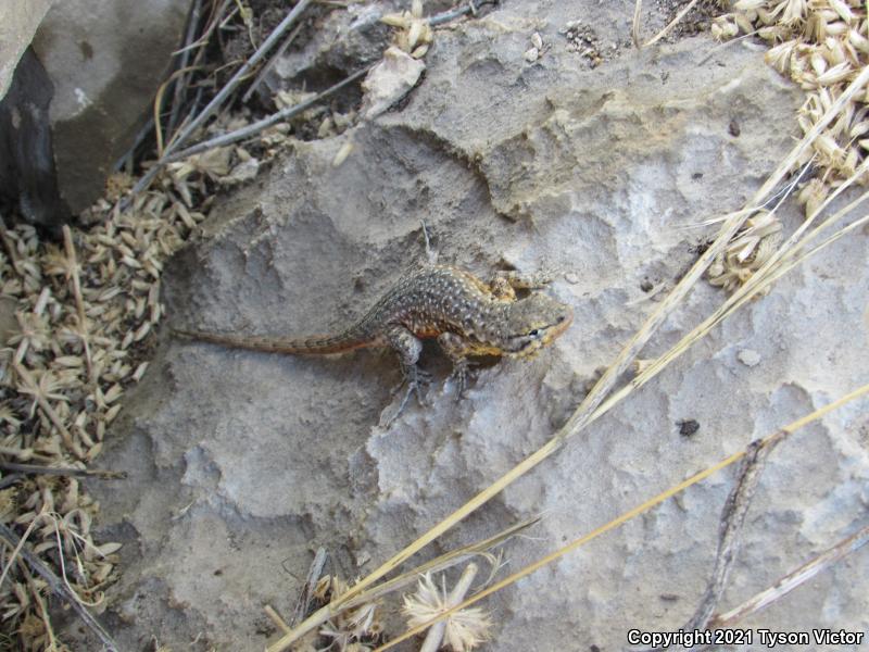 Northern Side-blotched Lizard (Uta stansburiana stansburiana)