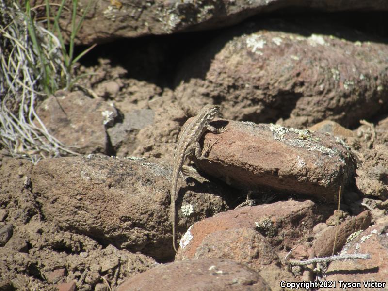 Northern Sagebrush Lizard (Sceloporus graciosus graciosus)