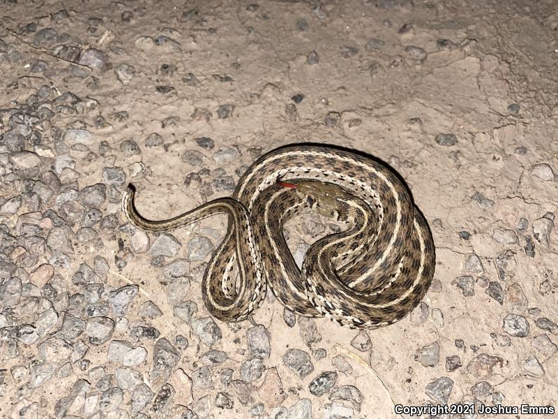 Checkered Gartersnake (Thamnophis marcianus marcianus)