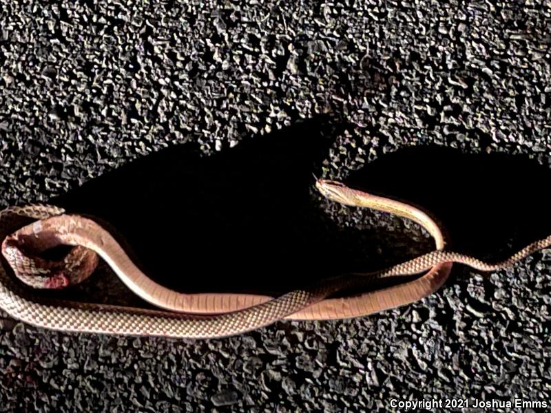 Western Coachwhip (Coluber flagellum testaceus)