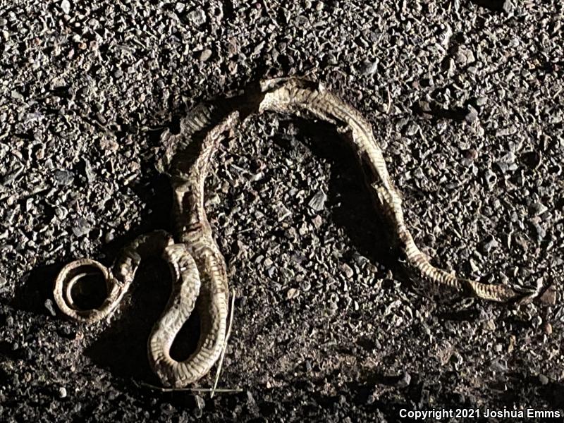 Western Coachwhip (Coluber flagellum testaceus)