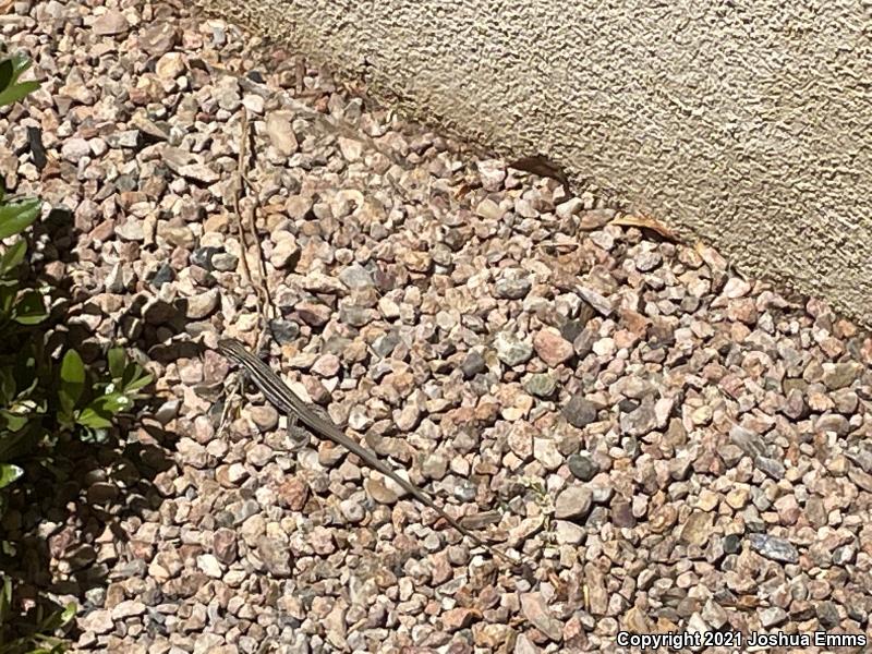 Chihuahuan Spotted Whiptail (Aspidoscelis exsanguis)