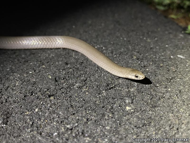 Smooth Earthsnake (Virginia valeriae)