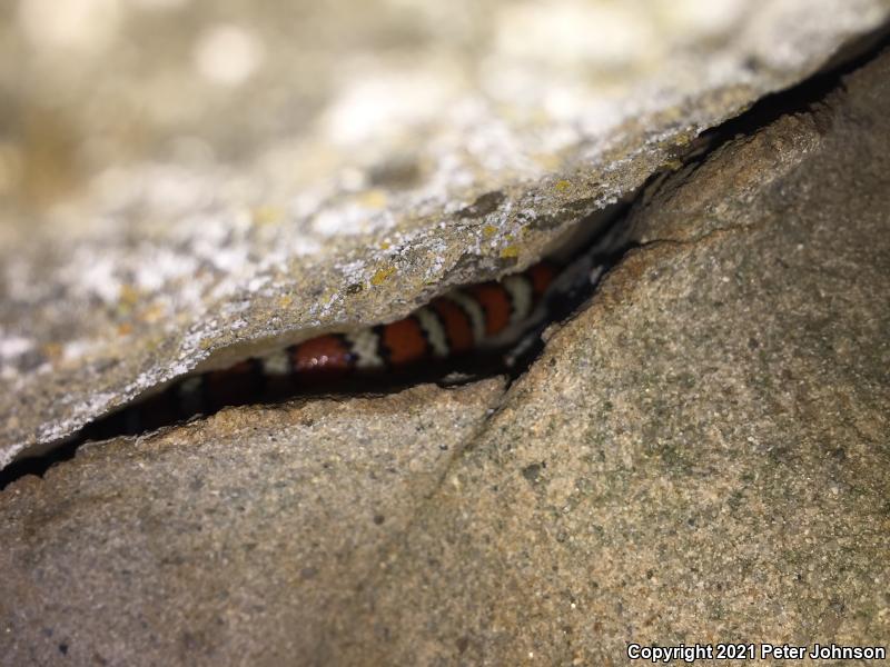 Coast Mountain Kingsnake (Lampropeltis zonata multifasciata)