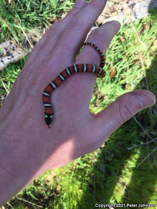 Coast Mountain Kingsnake (Lampropeltis zonata multifasciata)