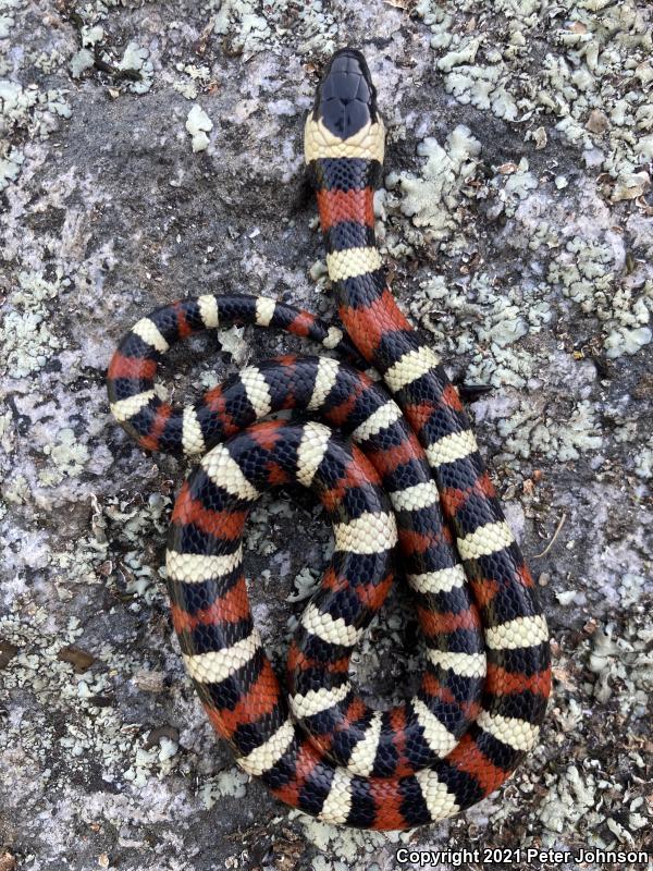 Sierra Mountain Kingsnake (Lampropeltis zonata multicincta)