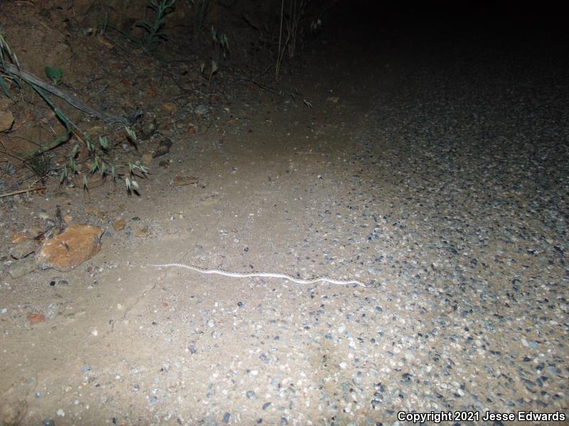 San Diego Nightsnake (Hypsiglena ochrorhyncha klauberi)