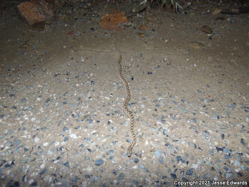 San Diego Nightsnake (Hypsiglena ochrorhyncha klauberi)