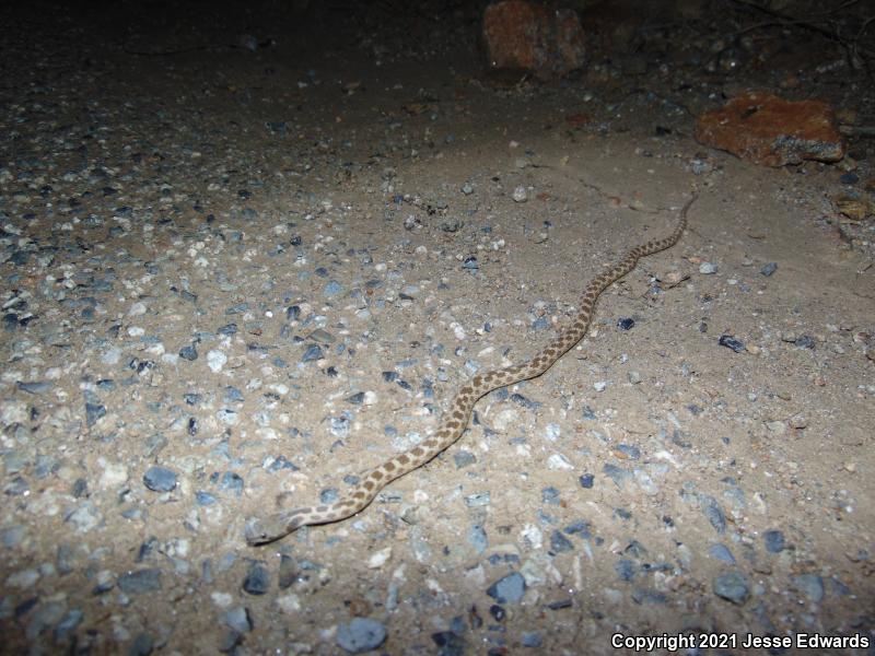 San Diego Nightsnake (Hypsiglena ochrorhyncha klauberi)