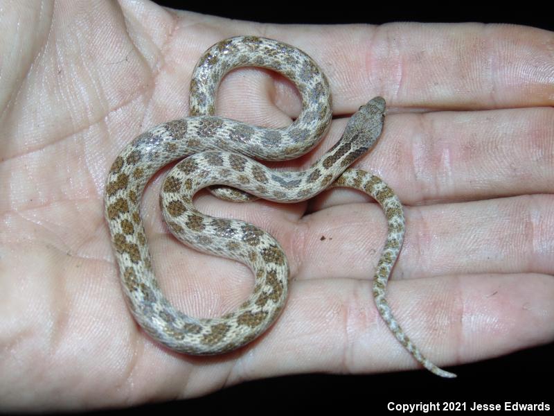 San Diego Nightsnake (Hypsiglena ochrorhyncha klauberi)