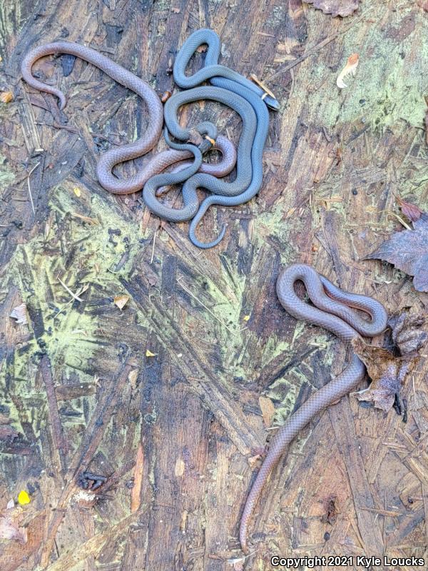 Eastern Wormsnake (Carphophis amoenus amoenus)