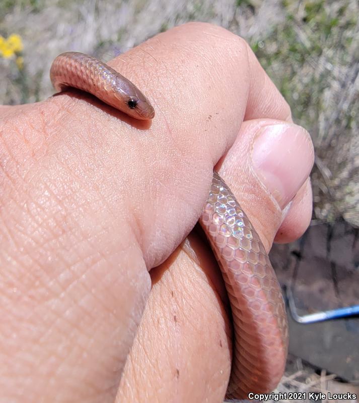 Eastern Wormsnake (Carphophis amoenus amoenus)