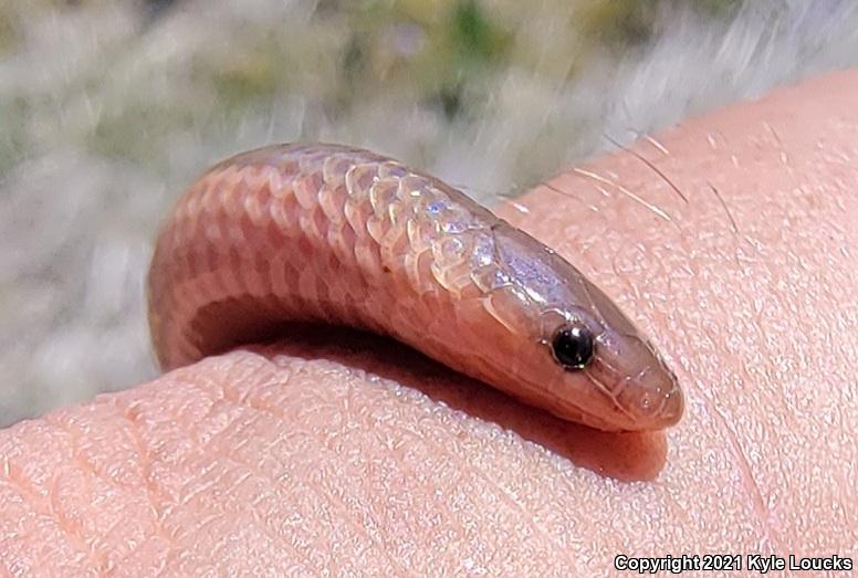 Eastern Wormsnake (Carphophis amoenus amoenus)