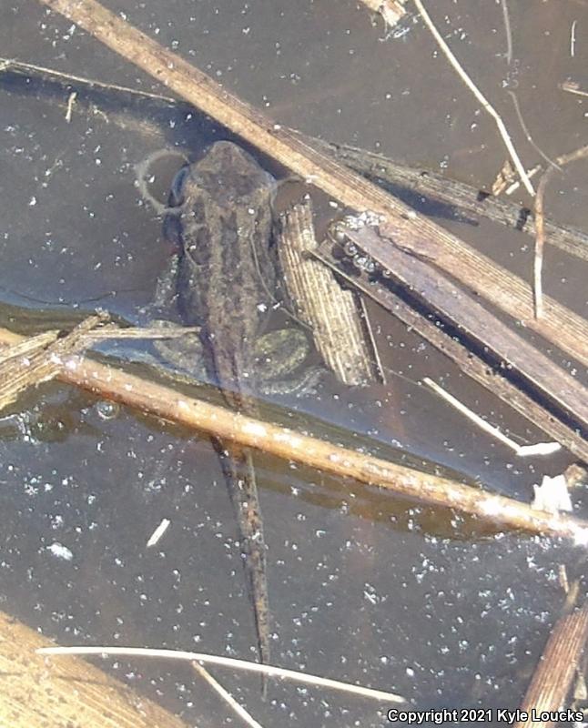 New Jersey Chorus Frog (Pseudacris kalmi)