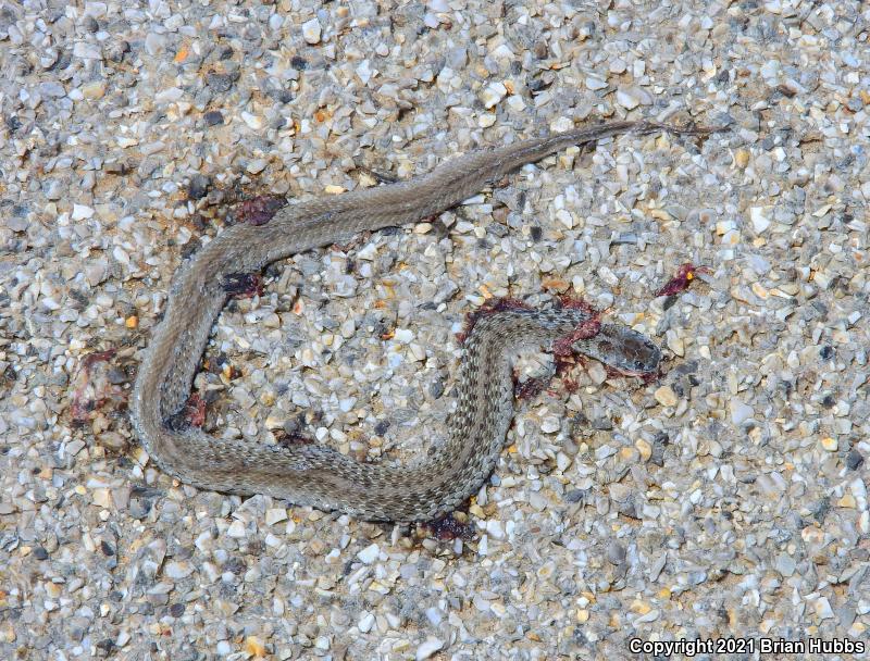 Texas Brownsnake (Storeria dekayi texana)