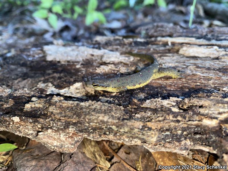 Eastern Newt (Notophthalmus viridescens)