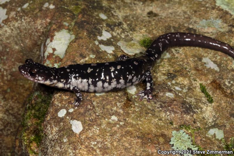Fourche Mountain Salamander (Plethodon fourchensis)
