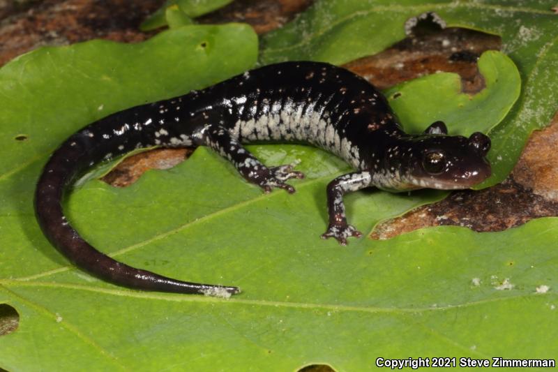 Rich Mountain Salamander (Plethodon ouachitae)