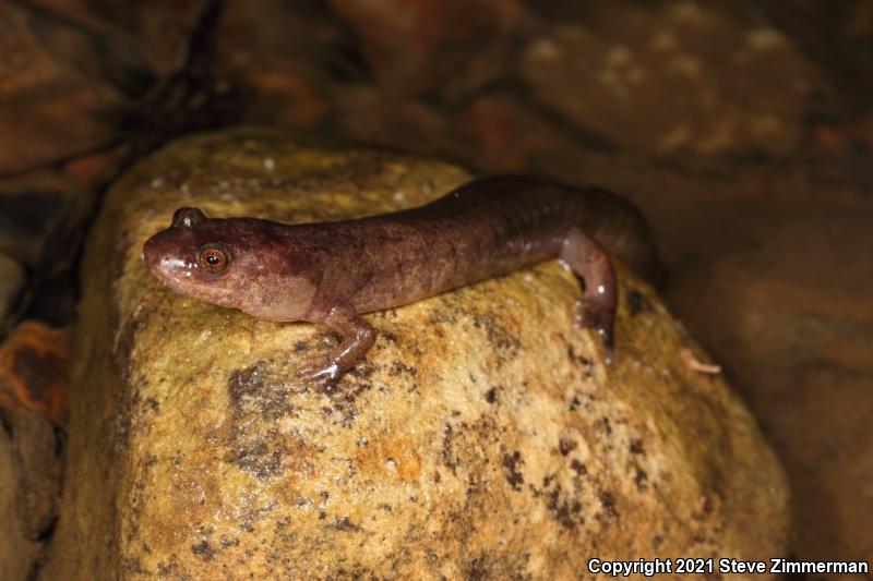 Ouachita Dusky Salamander (Desmognathus brimleyorum)