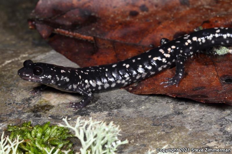 Sequoyah Slimy Salamander (Plethodon sequoyah)