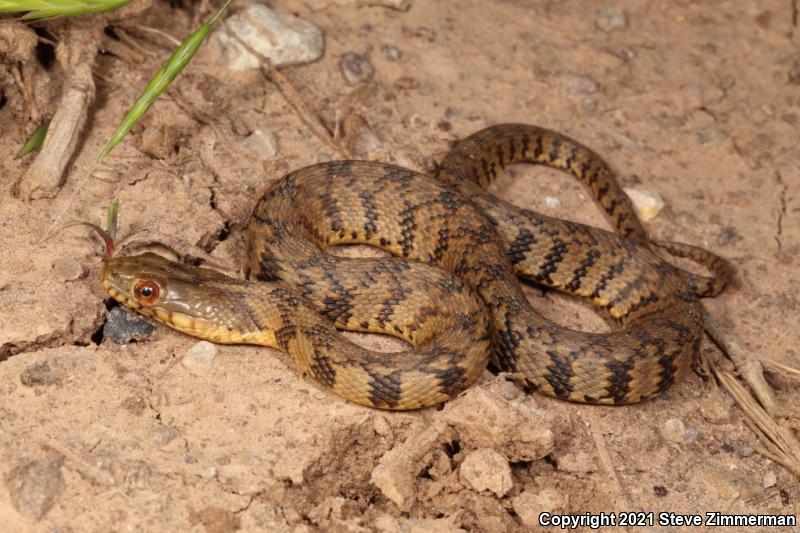 Diamond-backed Watersnake (Nerodia rhombifer)