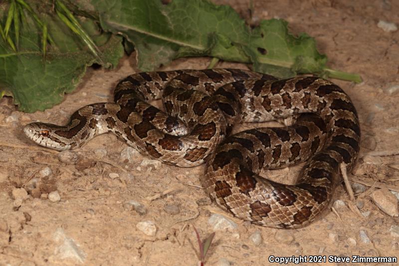 Prairie Kingsnake (Lampropeltis calligaster calligaster)