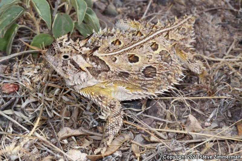 Texas Horned Lizard (Phrynosoma cornutum)