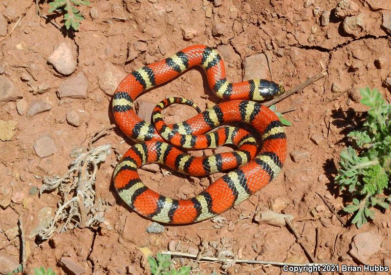 New Mexico Milksnake (Lampropeltis triangulum celaenops)