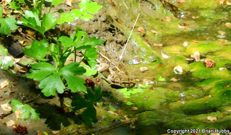 Plains Leopard Frog (Lithobates blairi)