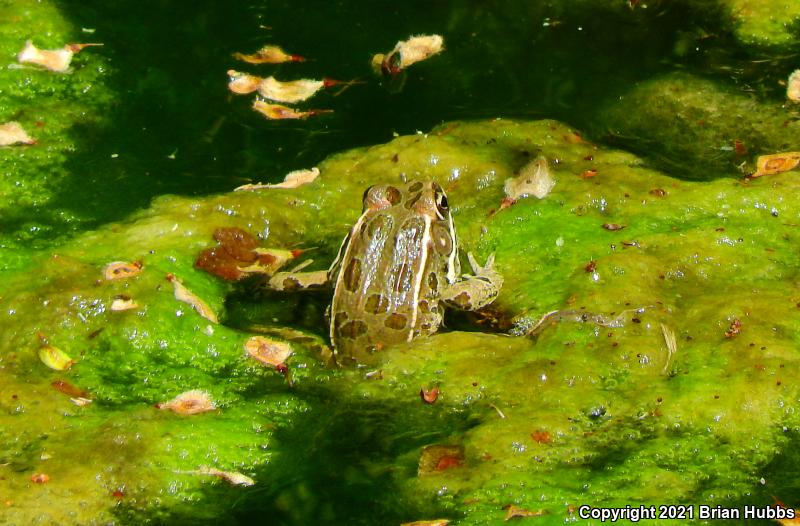 Plains Leopard Frog (Lithobates blairi)