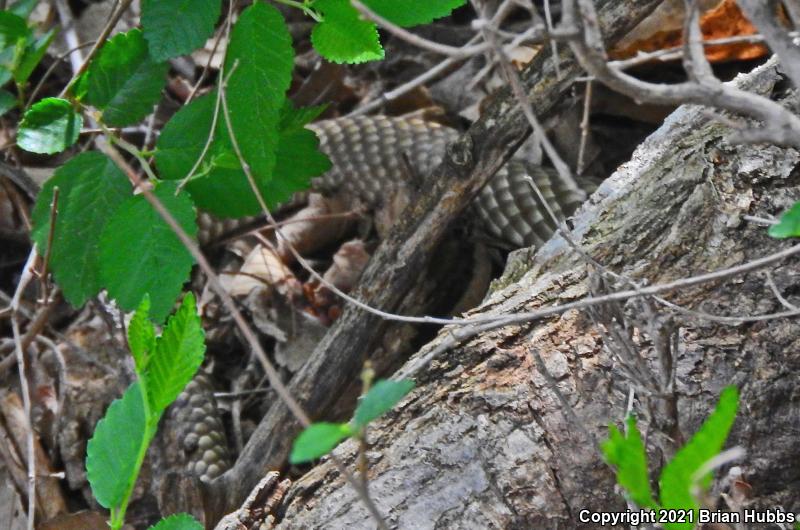 Western Coachwhip (Coluber flagellum testaceus)