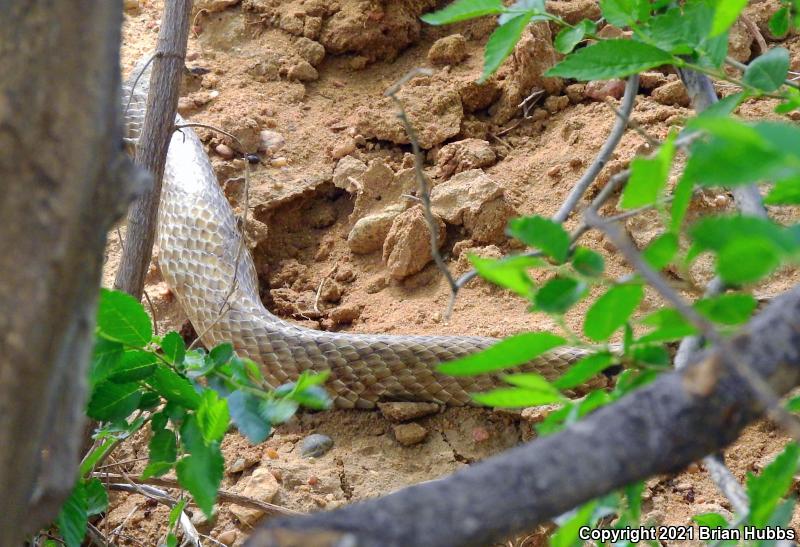 Western Coachwhip (Coluber flagellum testaceus)