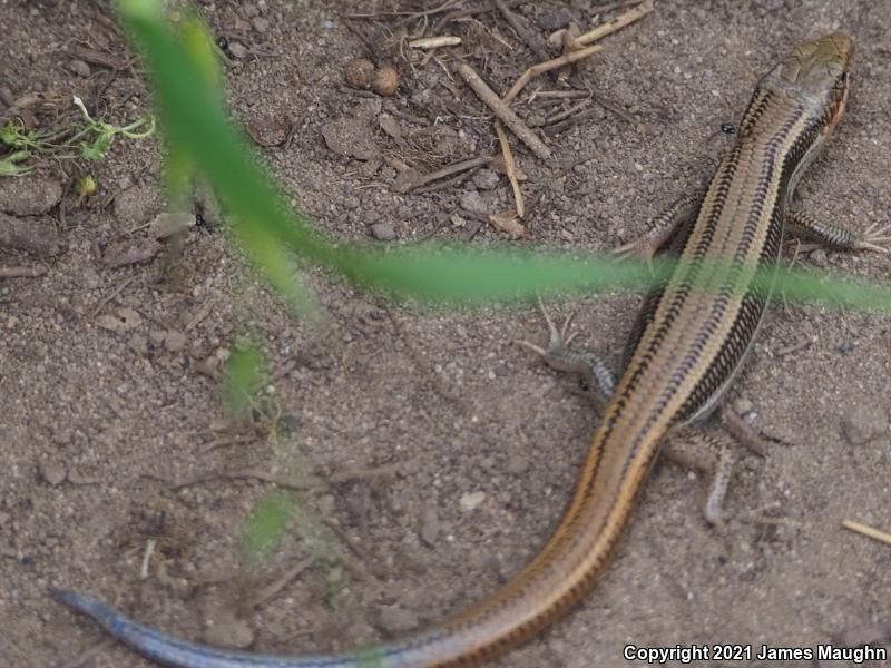 Western Skink (Plestiodon skiltonianus skiltonianus)