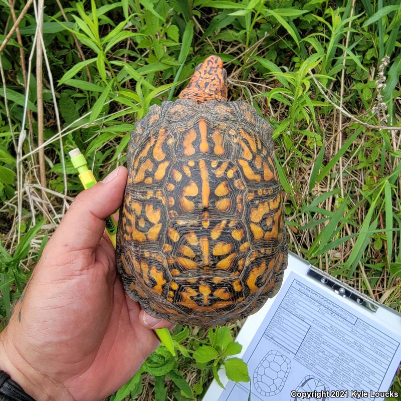 Eastern Box Turtle (Terrapene carolina carolina)