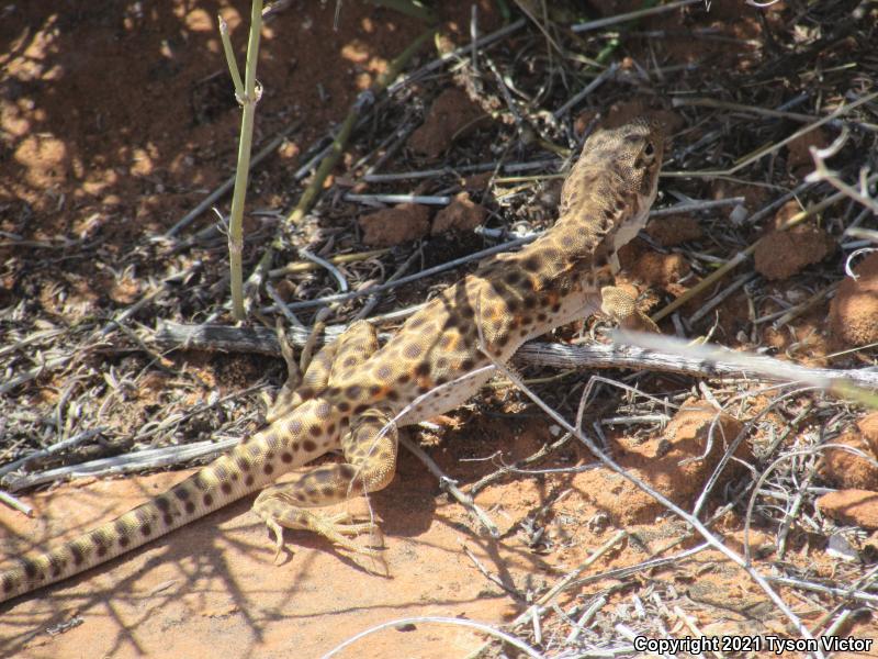 Longnose Leopard Lizard (Gambelia wislizenii)