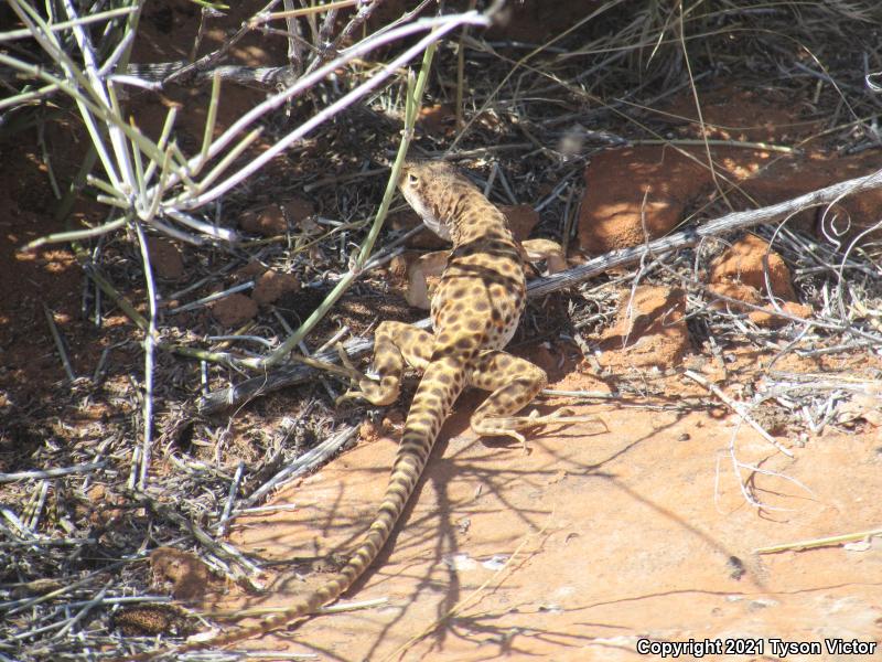 Longnose Leopard Lizard (Gambelia wislizenii)