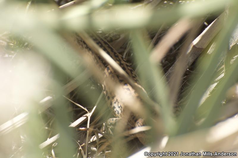 Coastal Whiptail (Aspidoscelis tigris stejnegeri)