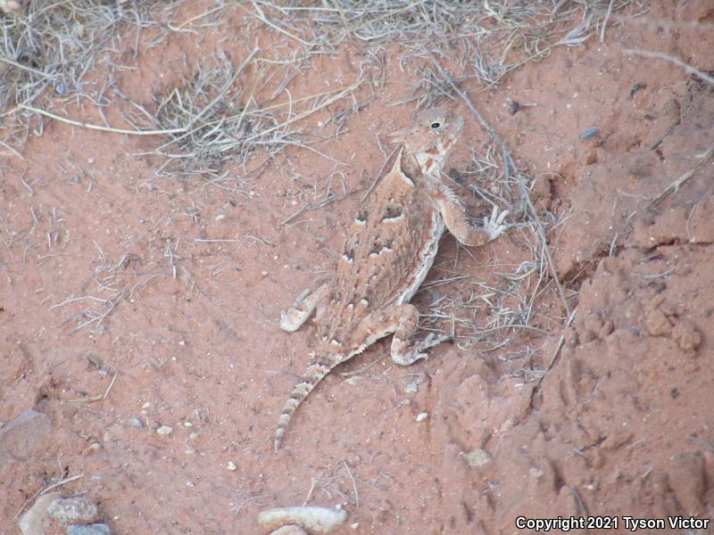 Southern Desert Horned Lizard (Phrynosoma platyrhinos calidiarum)