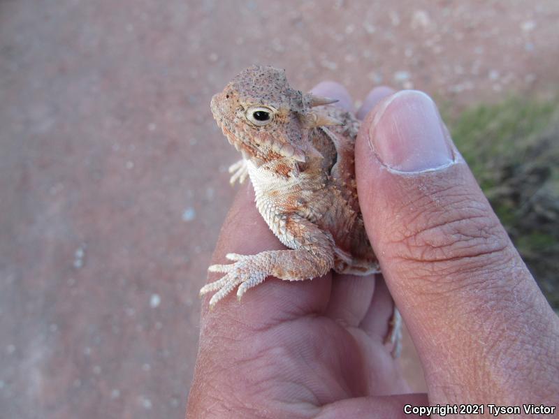 Southern Desert Horned Lizard (Phrynosoma platyrhinos calidiarum)