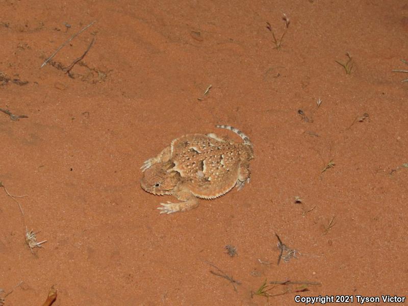 Southern Desert Horned Lizard (Phrynosoma platyrhinos calidiarum)