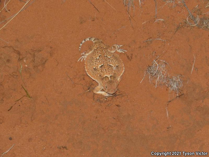 Southern Desert Horned Lizard (Phrynosoma platyrhinos calidiarum)