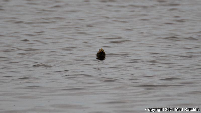 Northern Diamond-backed Terrapin (Malaclemys terrapin terrapin)