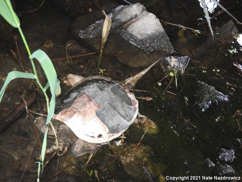 Snapping Turtle (Chelydra serpentina)