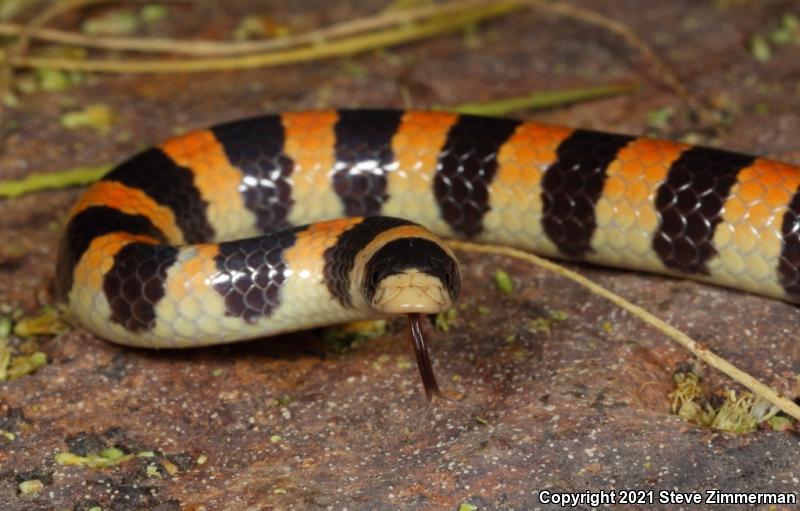 Variable Sandsnake (Chilomeniscus stramineus)