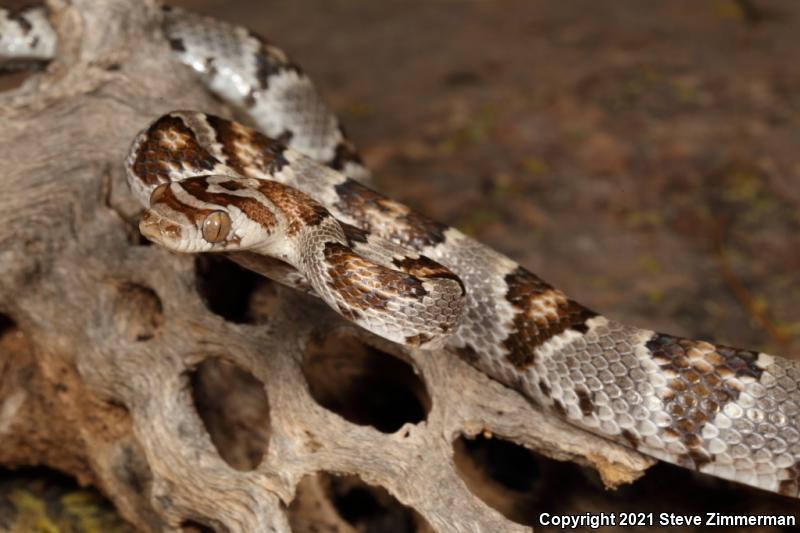 Sonoran Lyresnake (Trimorphodon biscutatus lambda)